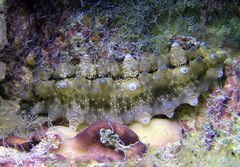 Stichopus horrens