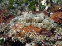 Stichopus horrens