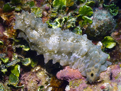 Stichopus horrens