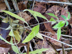Cerastium pauciflorum