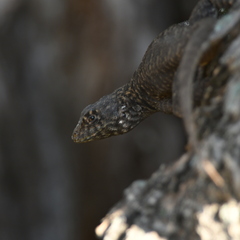 Tropidurus etheridgei