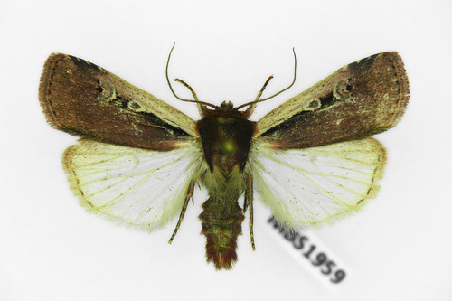 Flame Shoulder Moth, photo 4 of 10