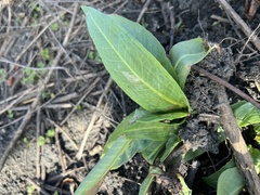 Rumex altissimus