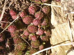 Sempervivum