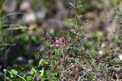 Fagonia cretica
