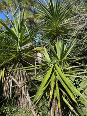 Yucca gigantea