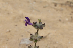 Salvia lanigera