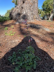 Salvia splendens