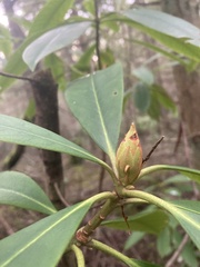 Rhododendron macrophyllum