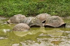 Chelonoidis niger porteri