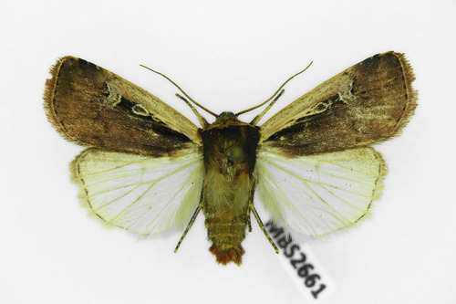 Flame Shoulder Moth, photo 5 of 10