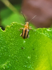 Lemini
