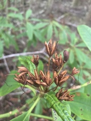 Rhododendron macrophyllum