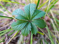Potentilla thuringiaca