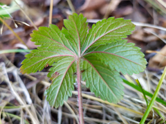 Potentilla thuringiaca