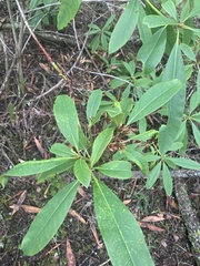 Rhododendron macrophyllum