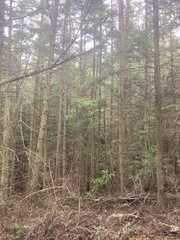 Rhododendron macrophyllum