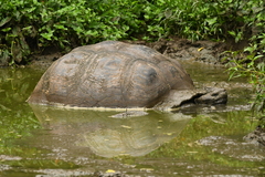 Chelonoidis niger porteri