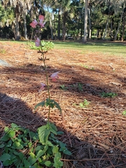 Salvia splendens