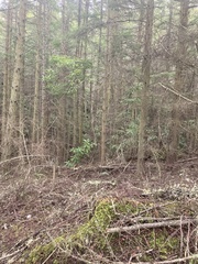 Rhododendron macrophyllum