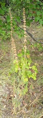 Dracocephalum thymiflorum