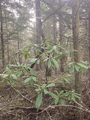 Rhododendron macrophyllum