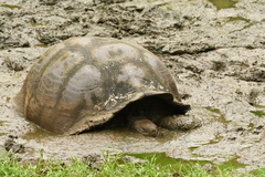 Chelonoidis niger porteri