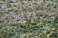 Nettapus coromandelianus