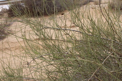 Ephedra aphylla