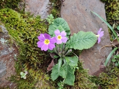 Primula vulgaris