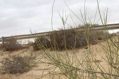Ephedra aphylla