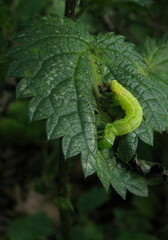 Phlogophora meticulosa