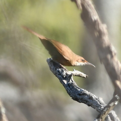 Tarphonomus certhioides