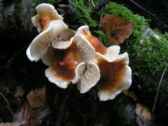 Pholiota lubrica