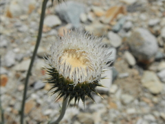 Cirsium neomexicanum