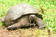Chelonoidis niger porteri
