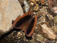 Marpesia zerynthia