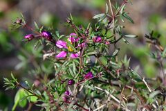Fagonia cretica