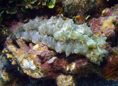 Stichopus horrens
