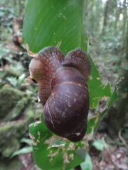 Megalobulimus