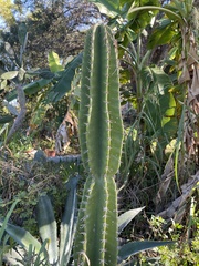 Cereus