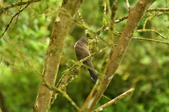 Coccyzus melacoryphus