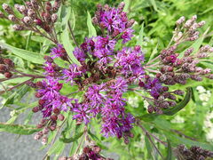 Vernonia fasciculata