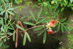 Indigofera hendecaphylla