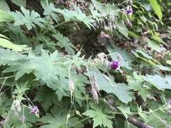 Geranium phaeum