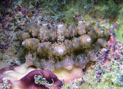 Stichopus horrens