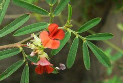 Indigofera hendecaphylla