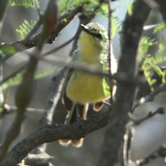 Stigmatura budytoides
