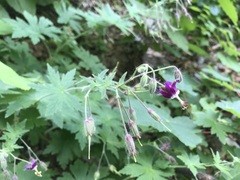 Geranium phaeum
