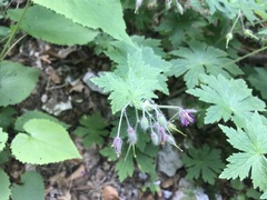 Geranium phaeum